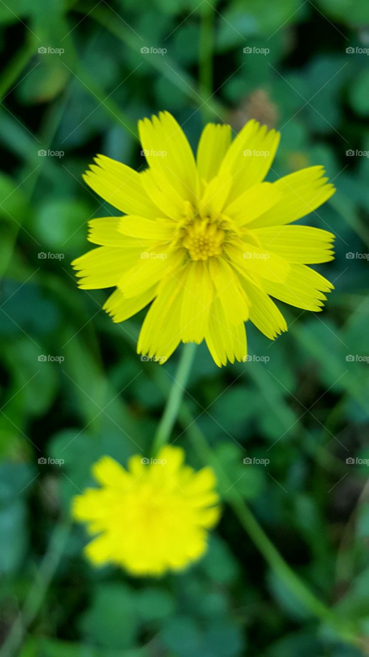 Dandelion