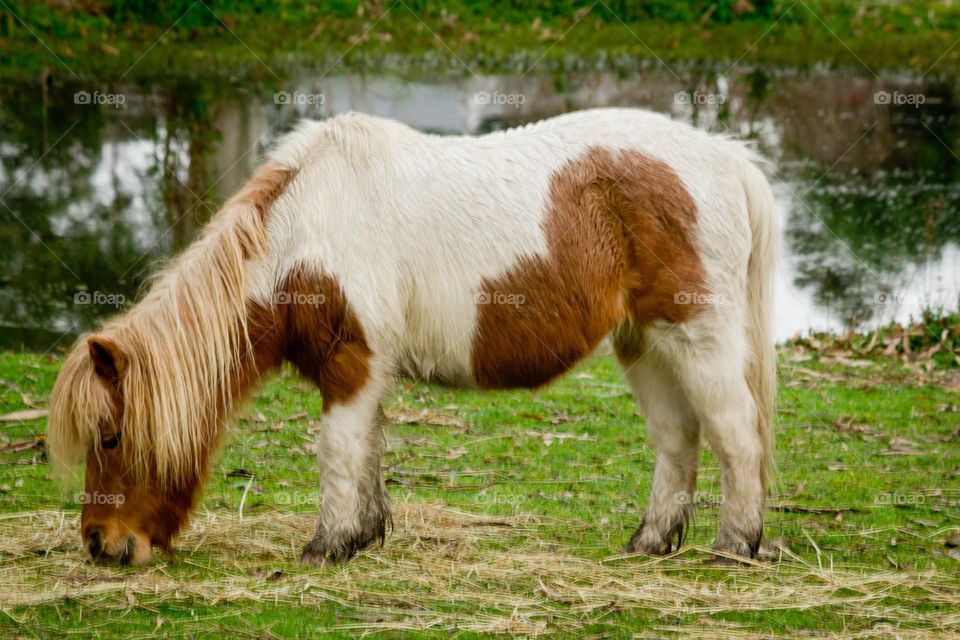 Pony feeding on the farm