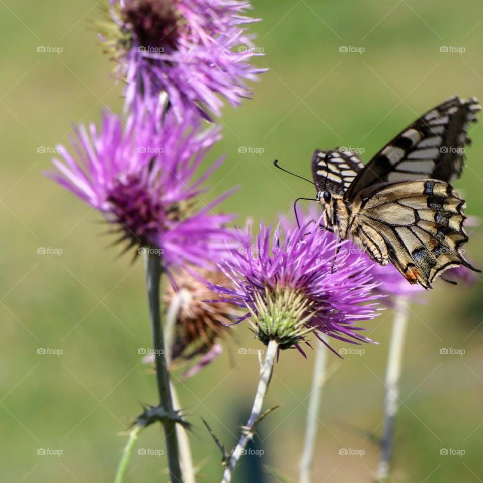 Swallowtail
