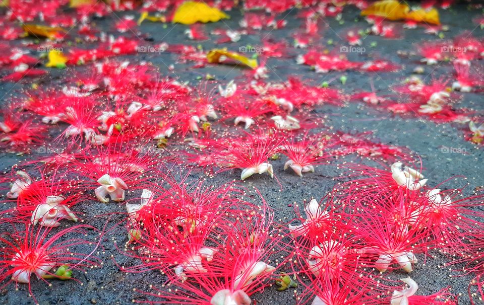 flowers on the ground