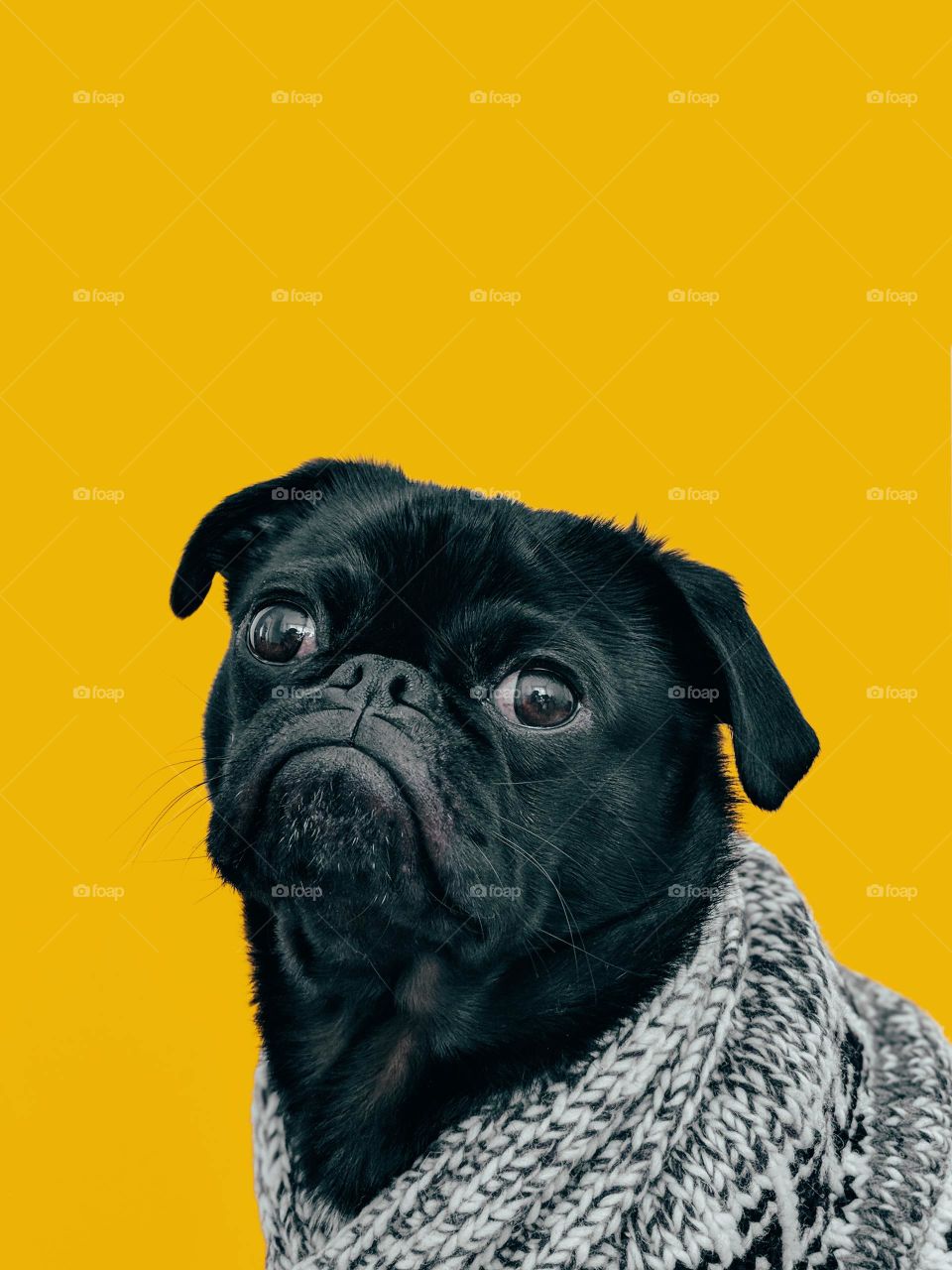 Black pug with gray knife scarf