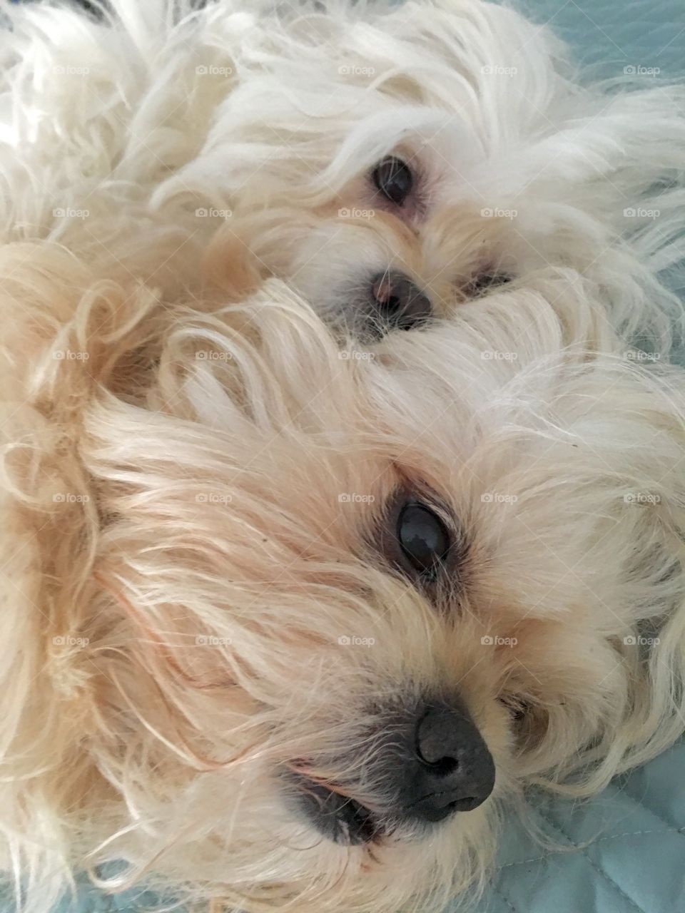Bear and Cesar laying on the bed