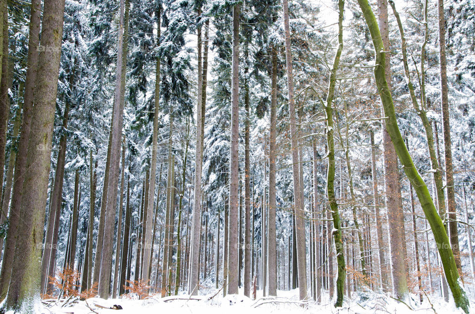 View of tree trunk in winter