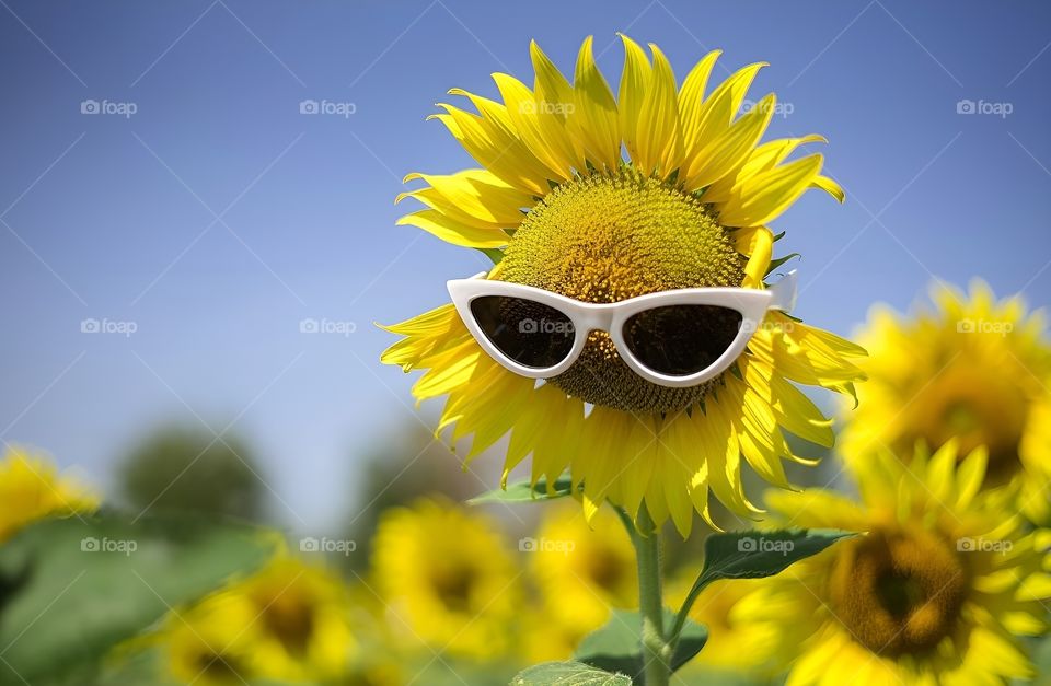 The coolest sunflower in black glasses