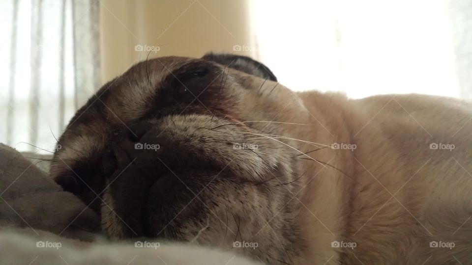 Napping pug. Pug napping in bed in the morning