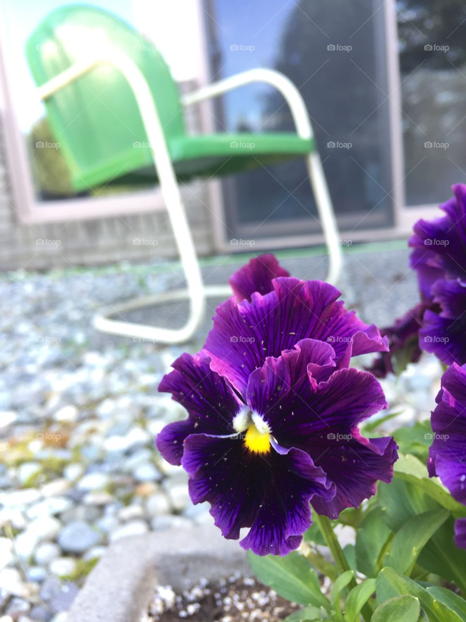 Pansy
