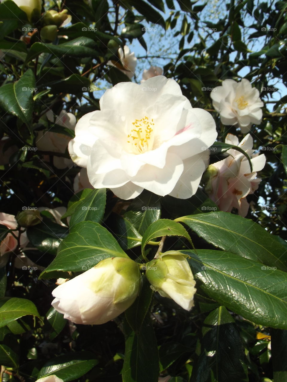 White Camellia Flower