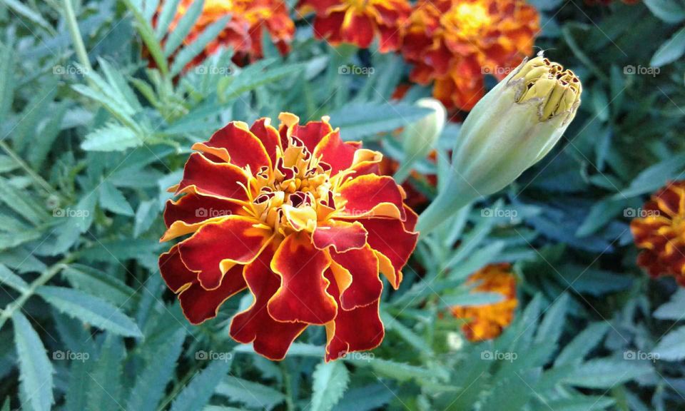 Marigolds