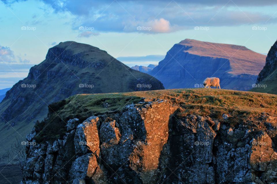 Sheep on cliff while hiking Isle of Skye