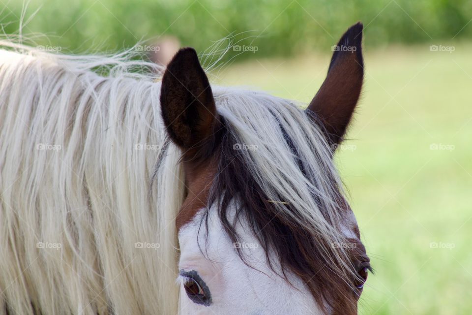 Closeup headshot of a horse looking at the camera against a blurred field