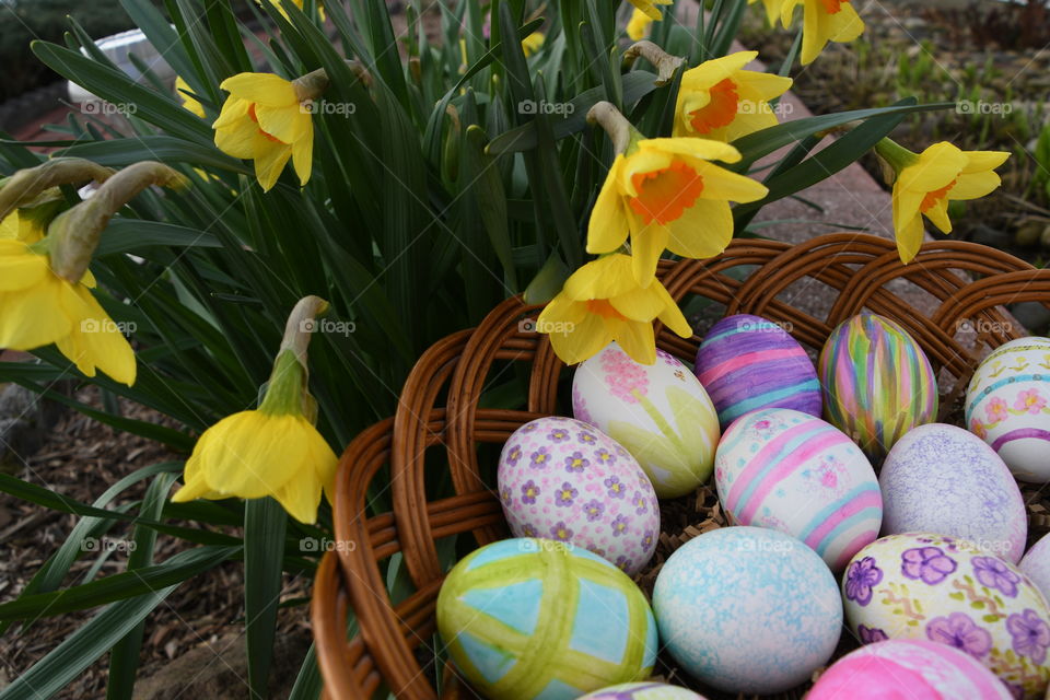 Daffodils looking over hand painted Easter eggs in basket right side