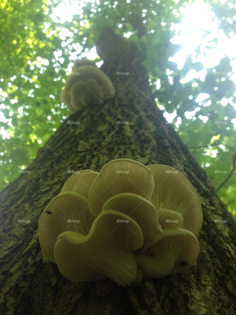 Fungi Tree 