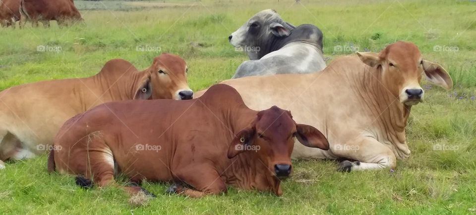 contented brown and grey Brahman cattle lying on green grass