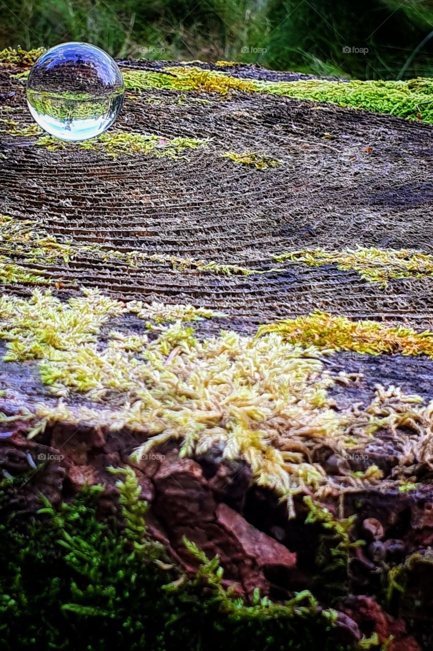 Glasball on Treestomp