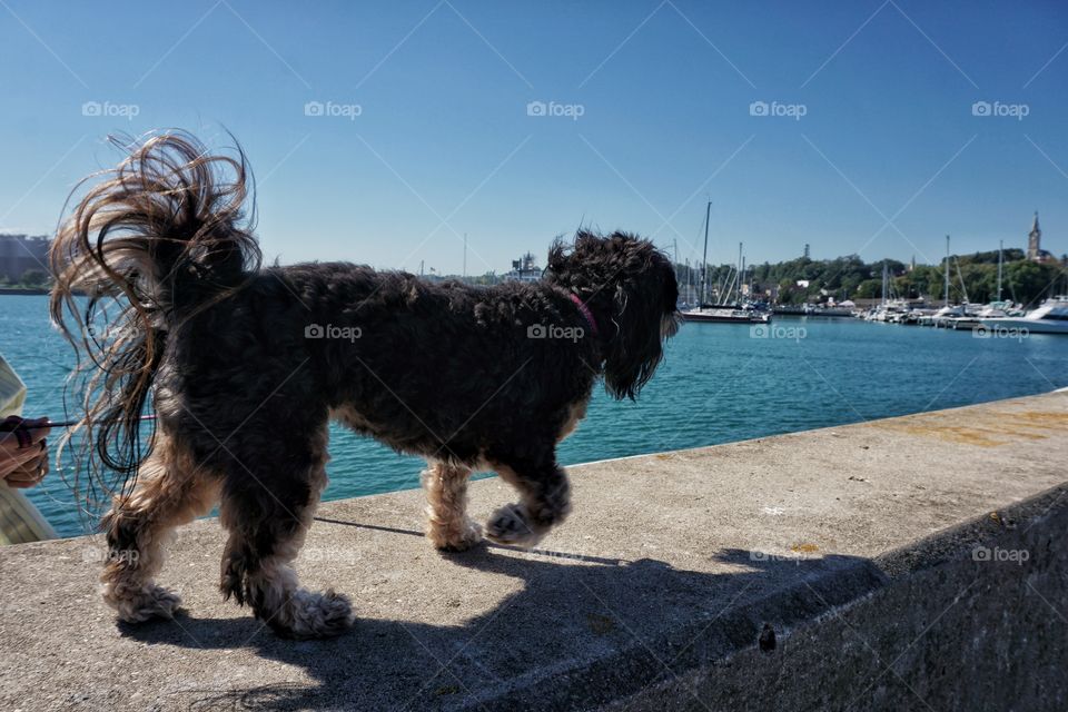 Puppy walking near the sea