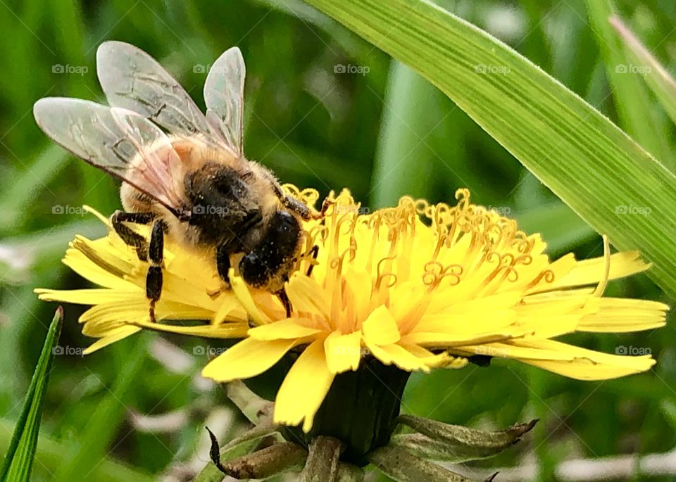 Honeybee on a Dandelion, honeybee. Dandelion, wings, bee, closeup, grass
