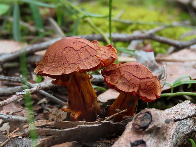 Mushrooms on the bush floor 🍄