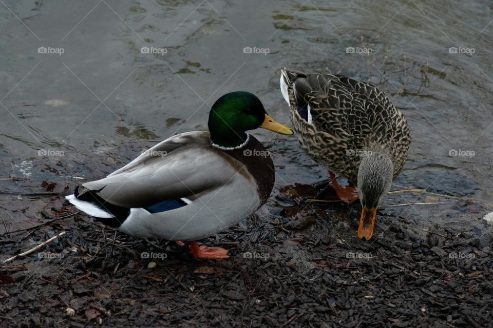 Two ducks hanging out by the edge of a pond 