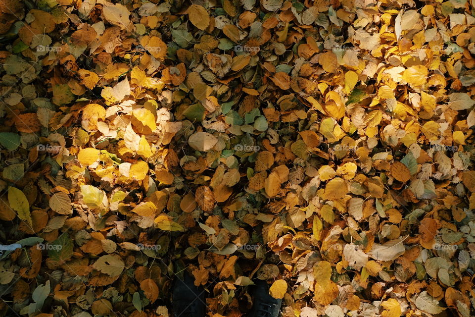 seasonal carpet