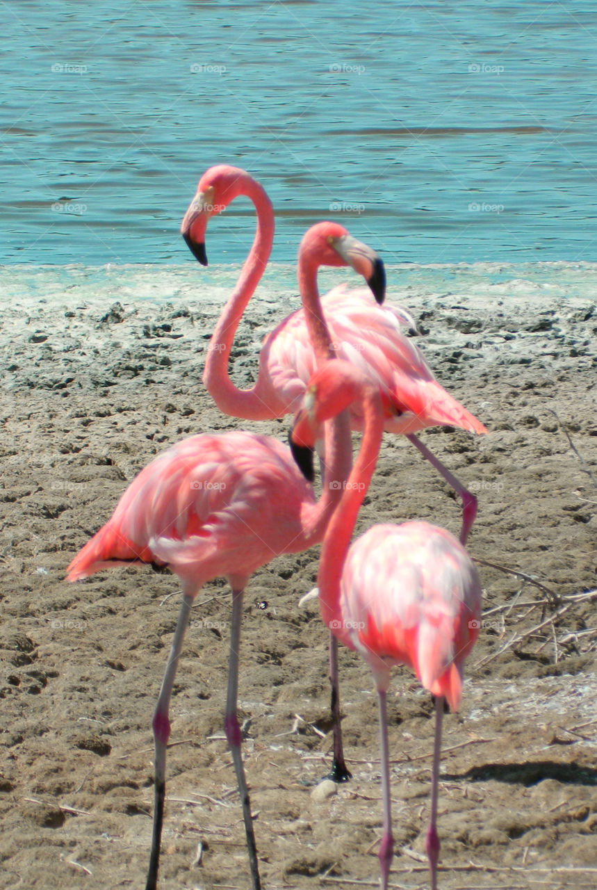 PINK COLOR STORY: Pink is the color most often associated with charm, politeness, sensitivity,
tenderness, sweetness, childhood, femininity, and romance! Think Pink!