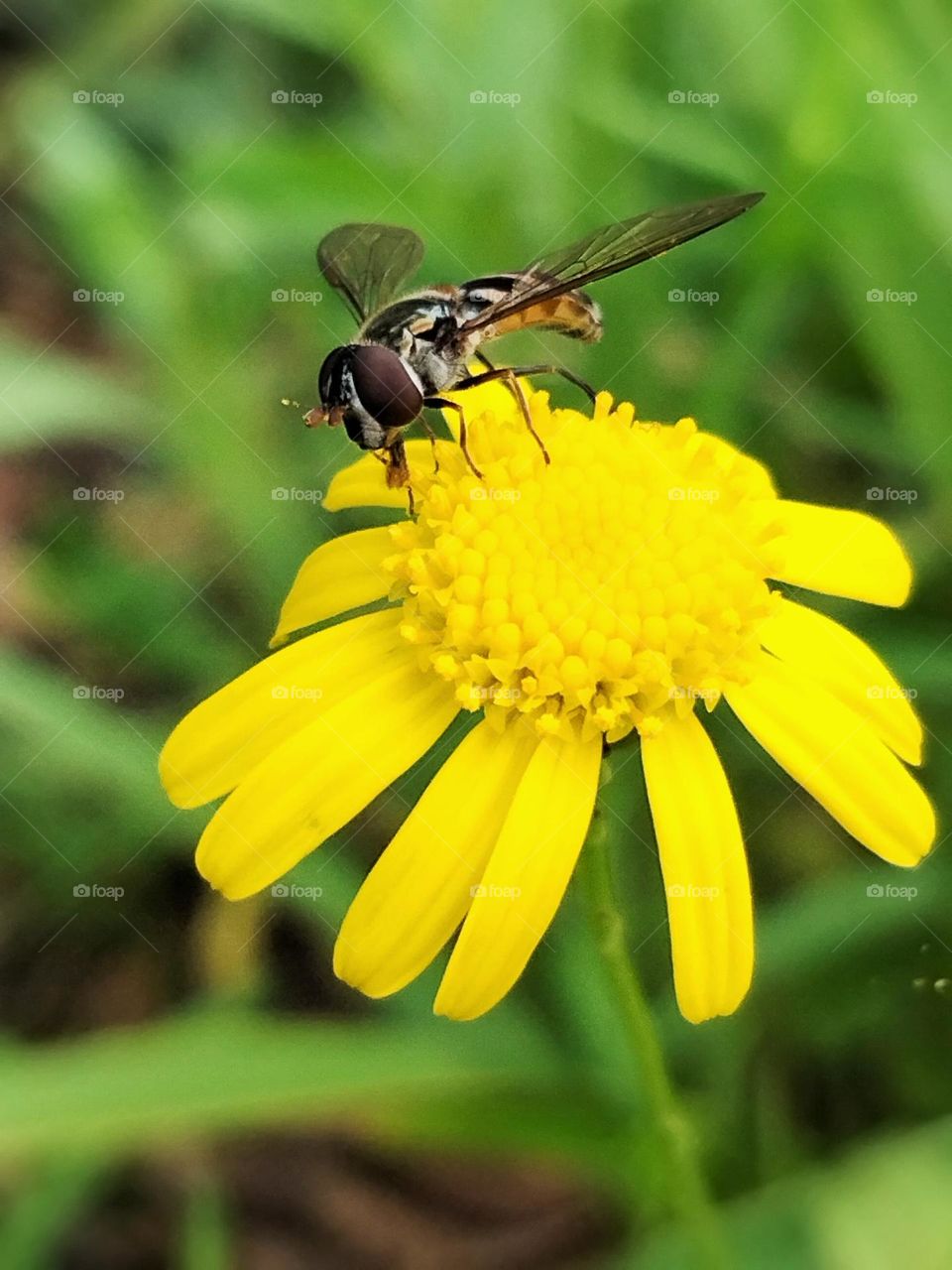 Wasp on a Daisy