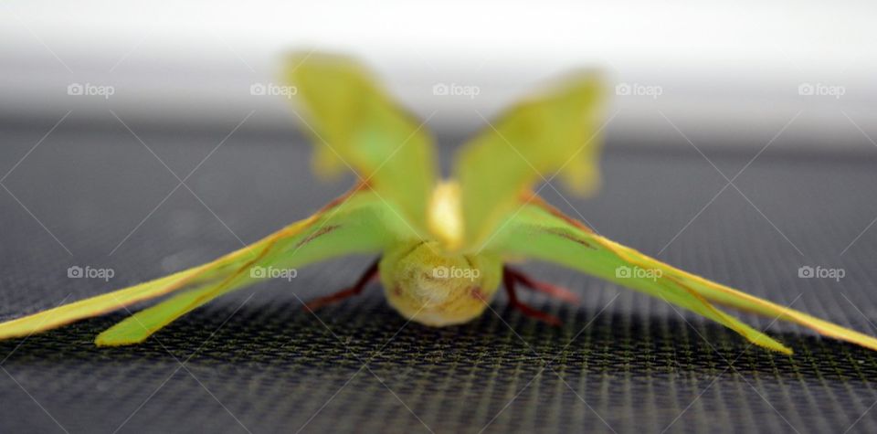 Luna moth on screen