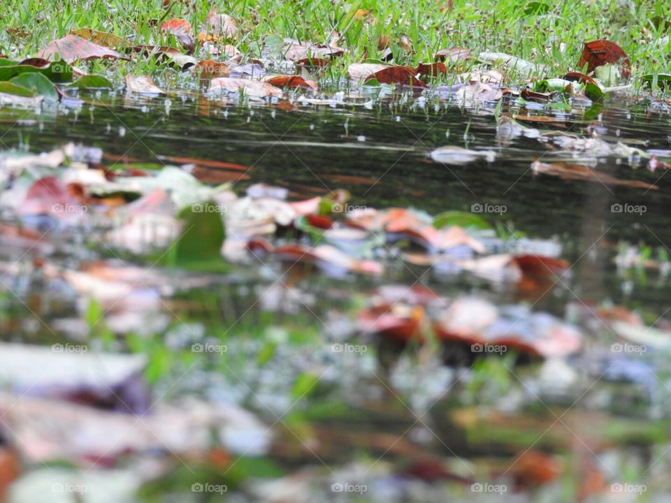 The Fall of Autumn Rain