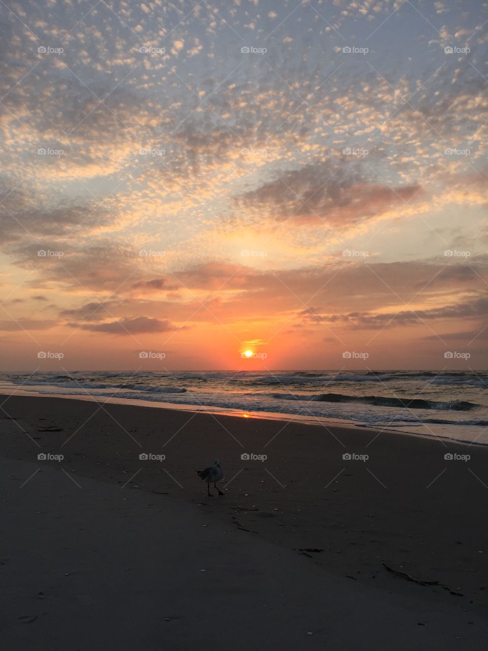 seagulls and sunrises 