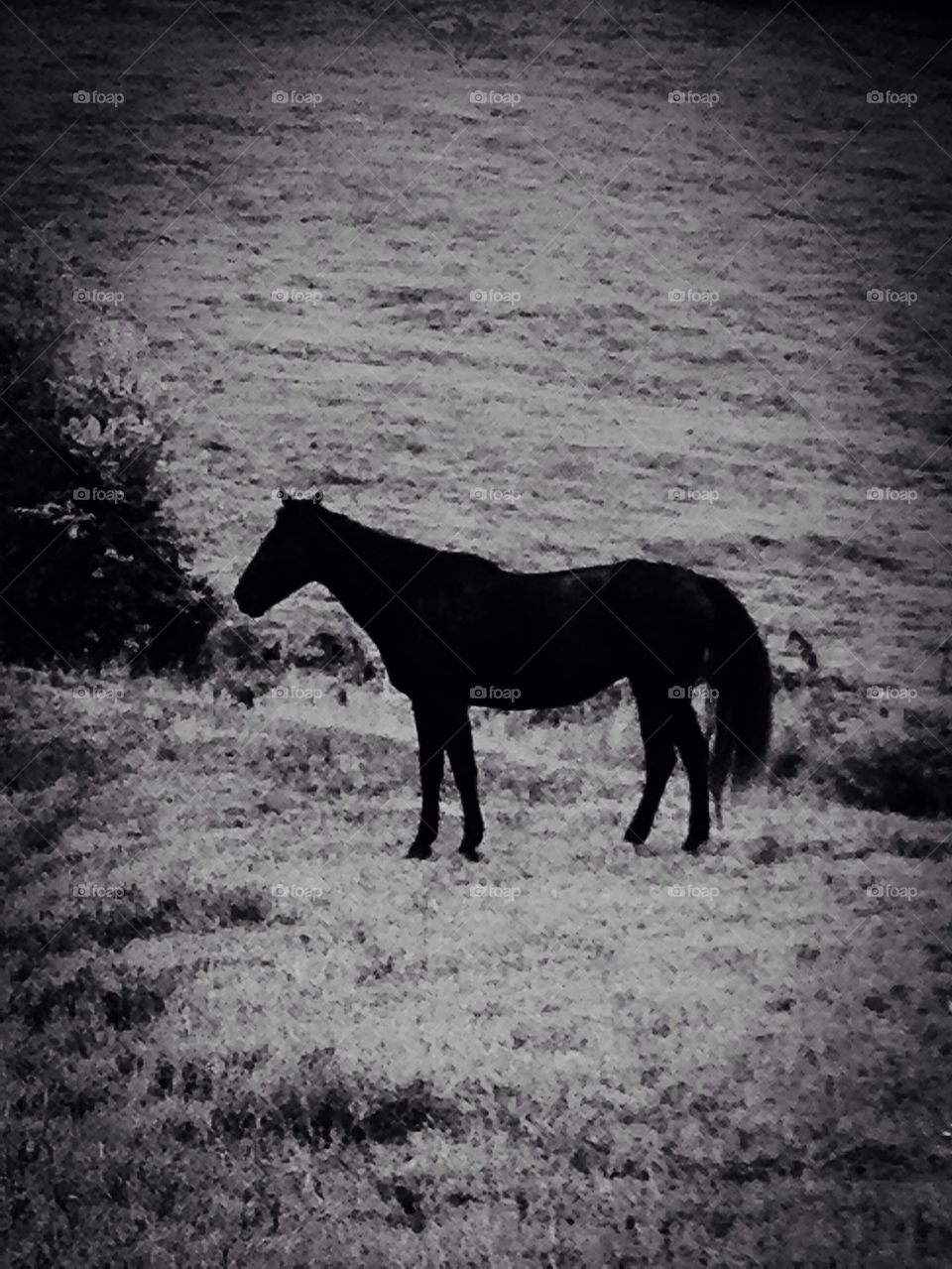 Black and white horse photo