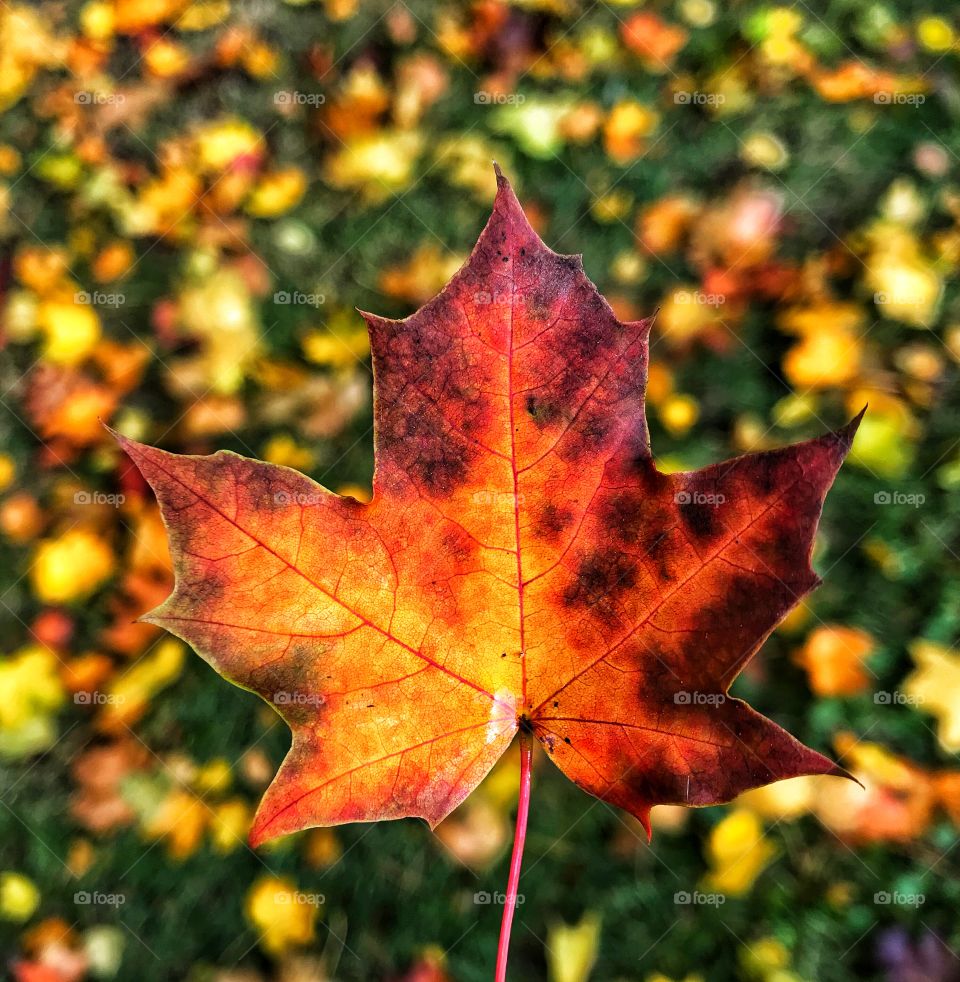 Maple leaf changing colors in the fall—taken in Dyer, Indiana 