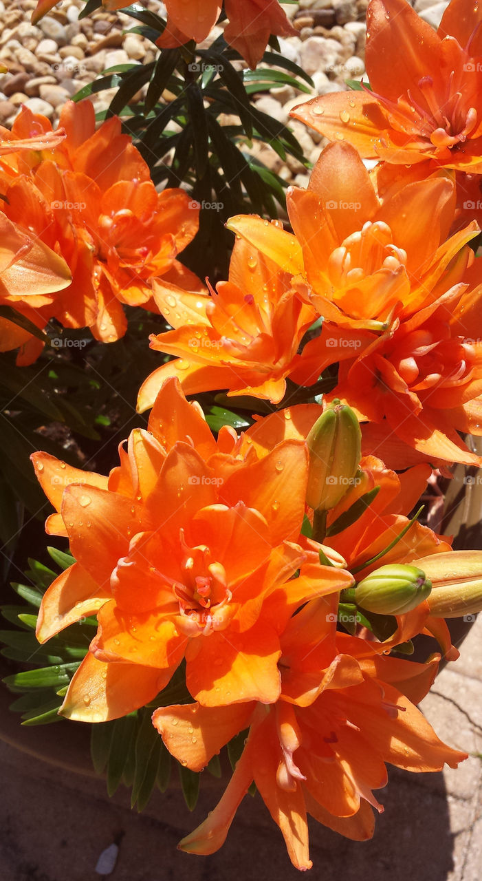 Orange Lily group