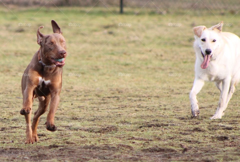 It was dog park time today and it was very busy! . Happy excited dogs were running around and playing. Two dogs at full speed running for the joy of it!