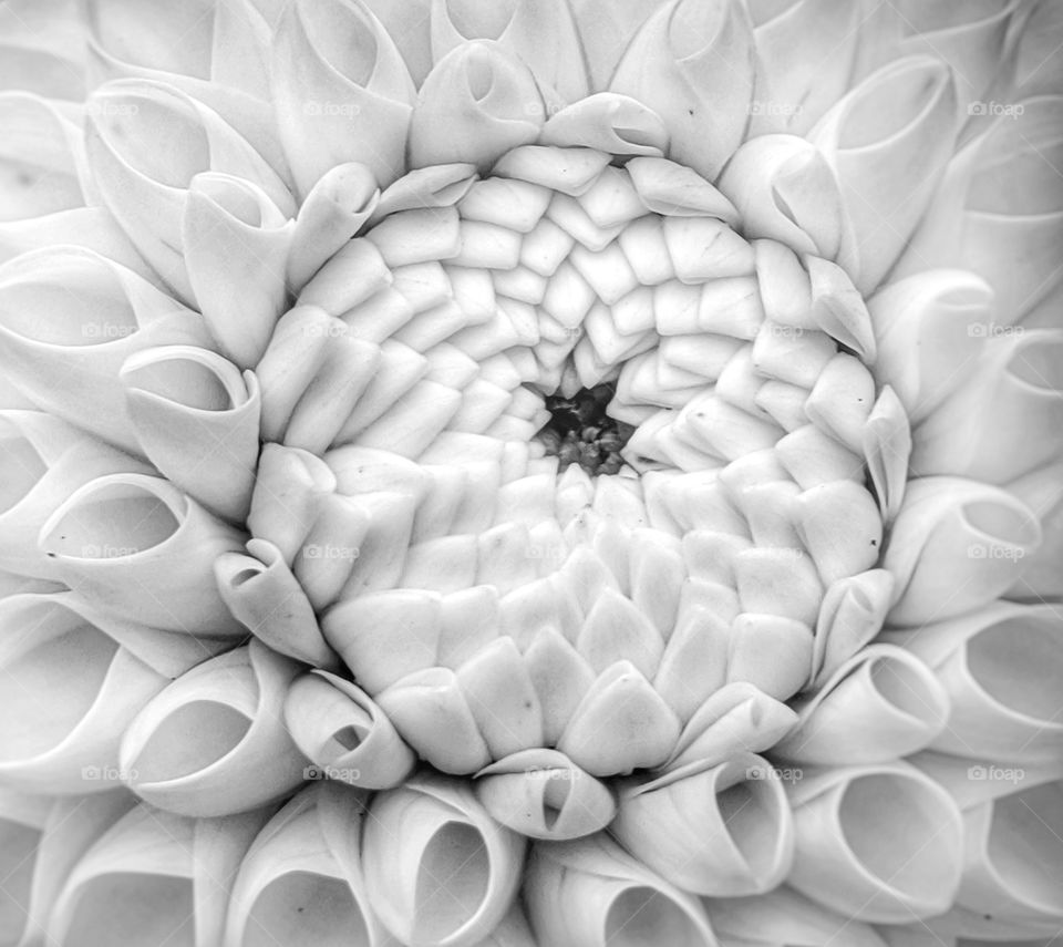 A dahlia in full bloom with many geometric design on its petals.
