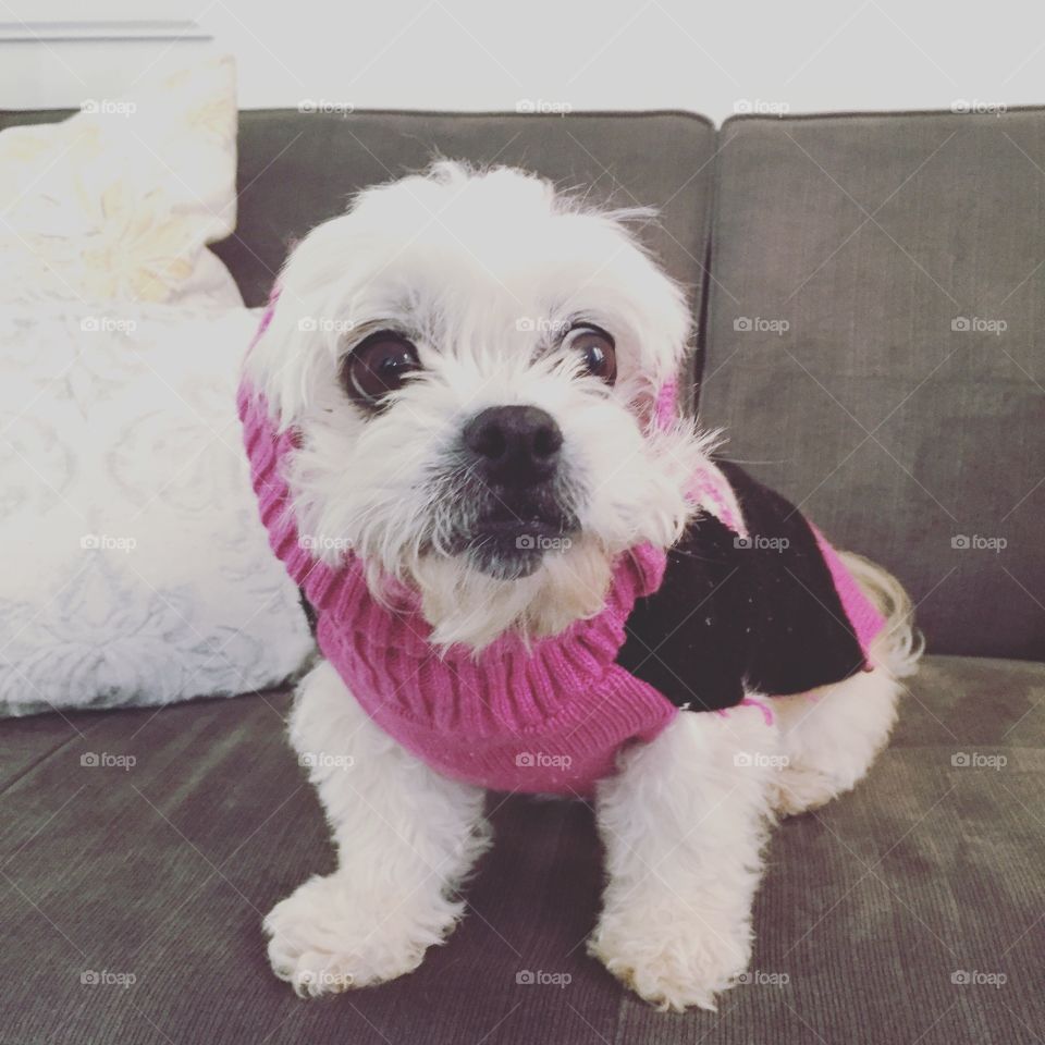 Hazel loves her sweater!