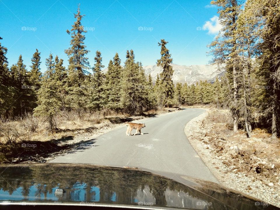 A Lynx crossing the beautiful, wooded Mountain road in Spring at Denali Alaska. 