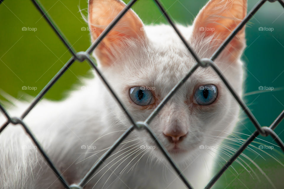 Gato blanco 