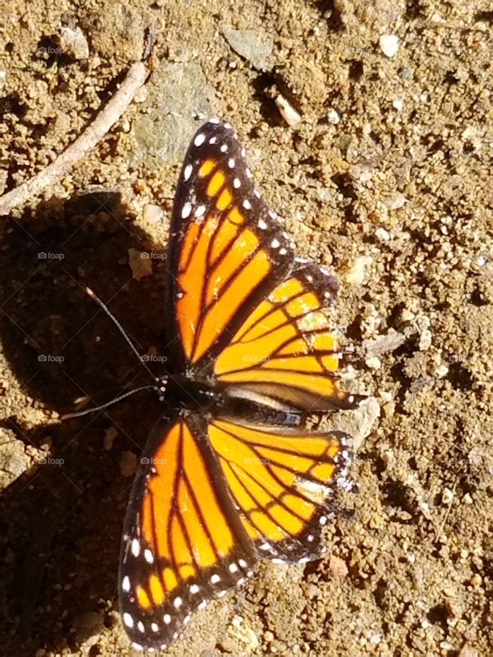 Butterfly, Insect, No Person, Invertebrate, Nature