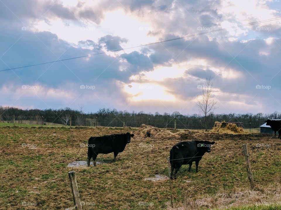 cows at sunset