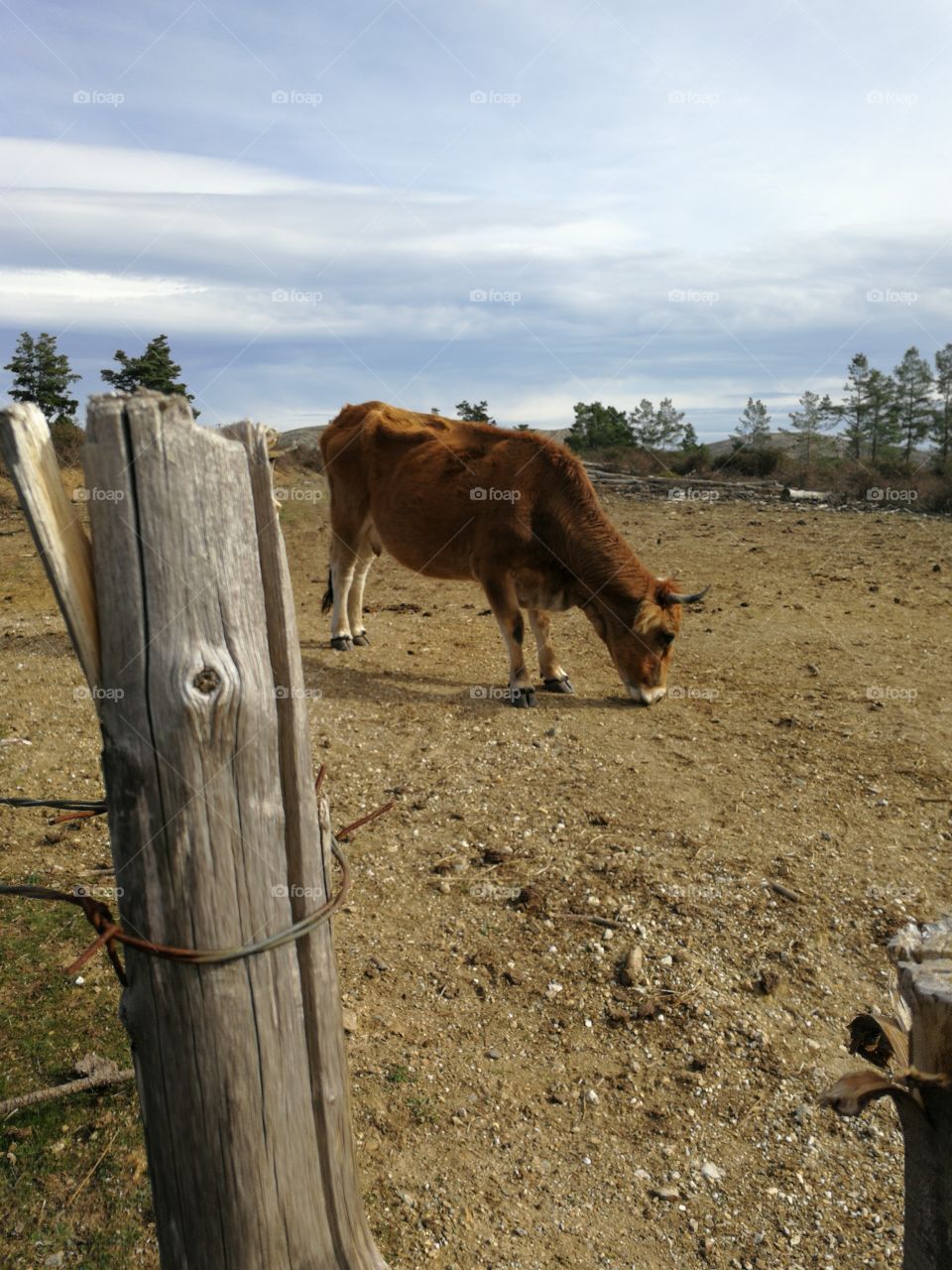 cow landscape si
