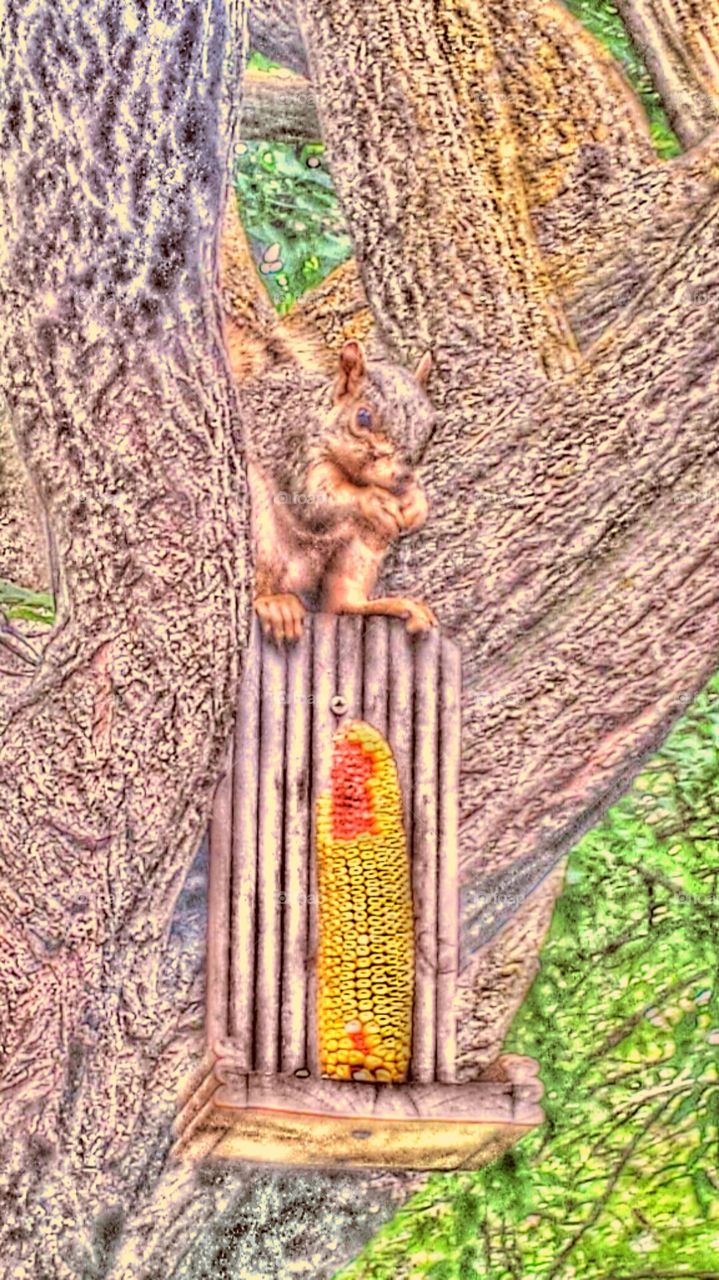 "Squirrel Eating Corn"