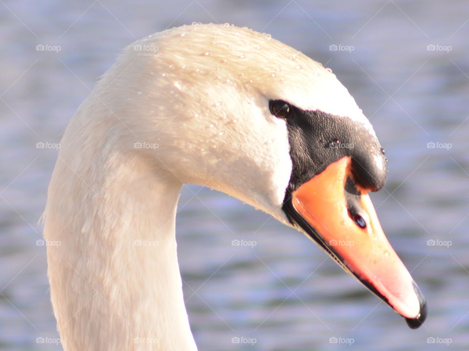 swan