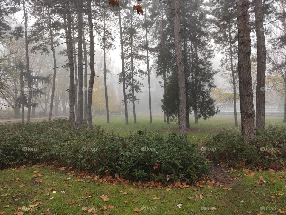 Novi Sad Danube park Flora in winter