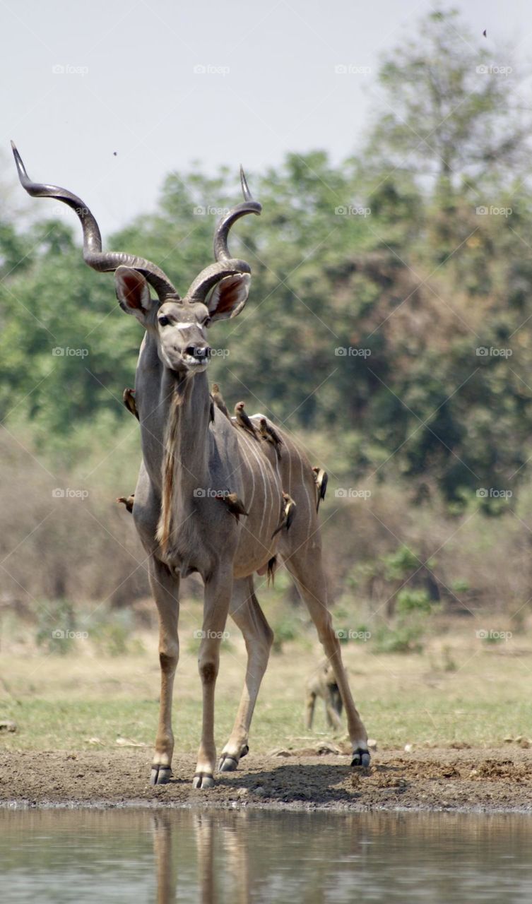 A close up shot of a male kudu covered in ox peckers 