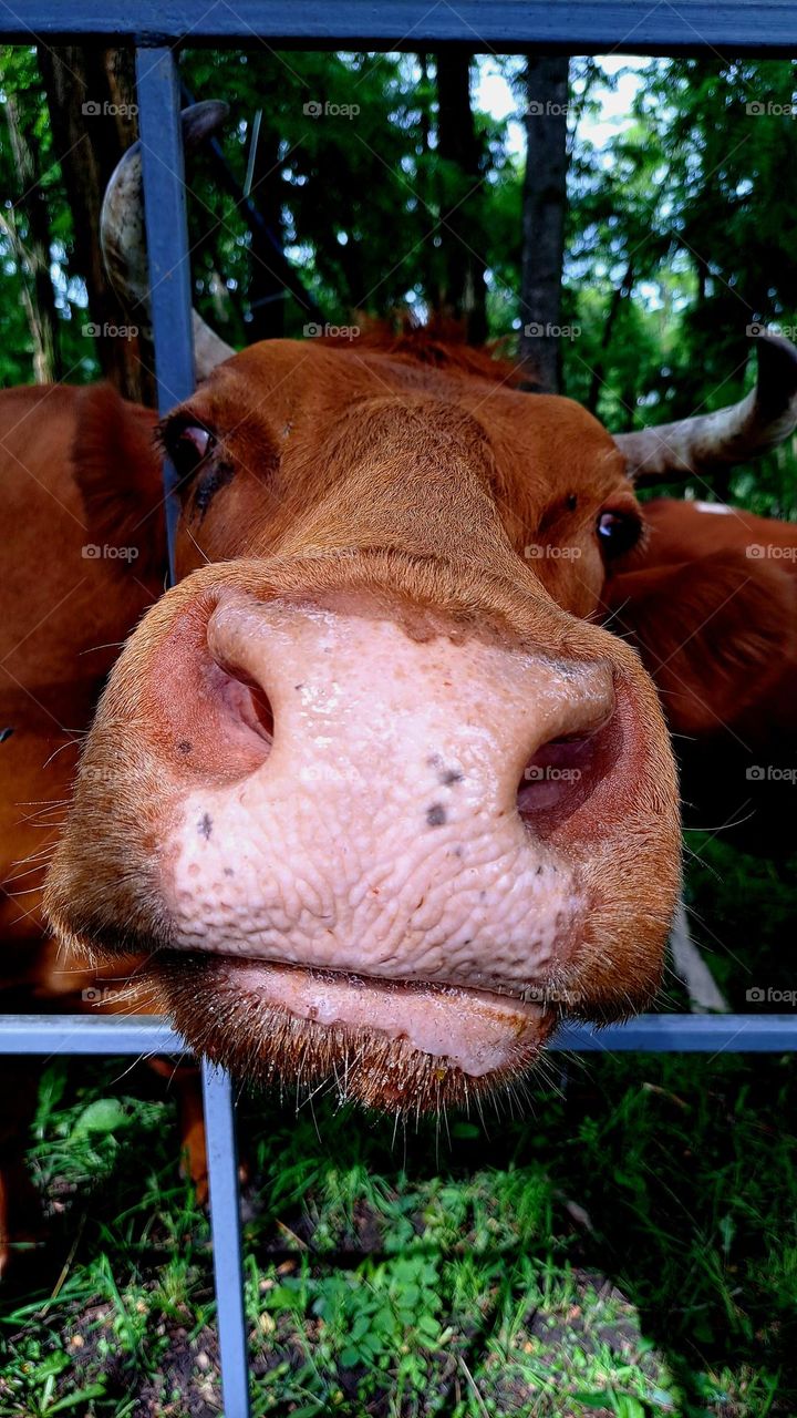 cow muzzle