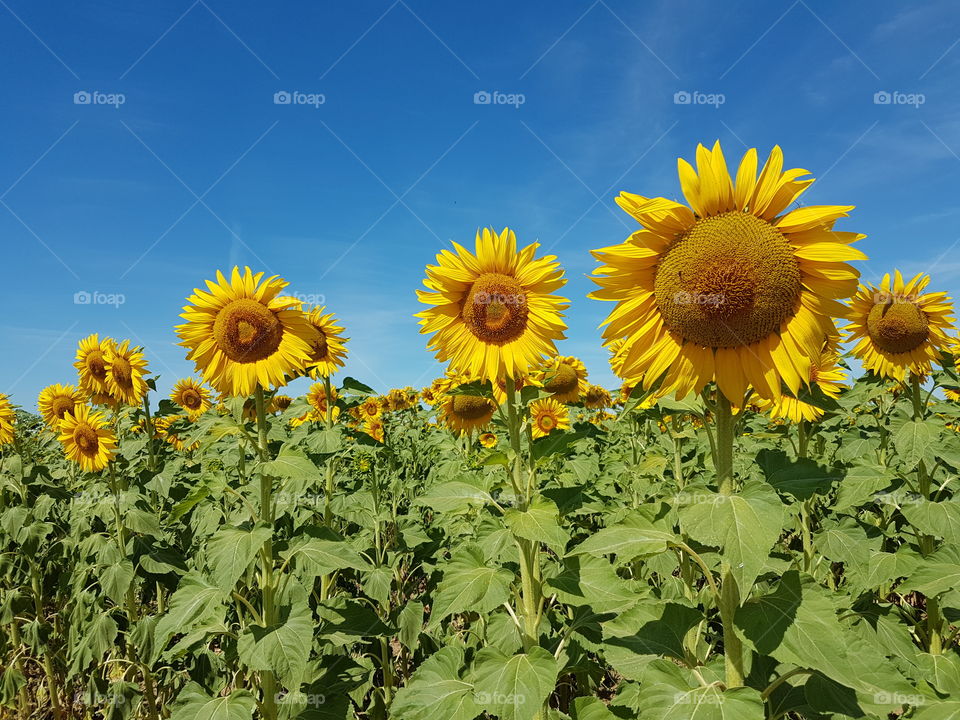 Sunflower and blue sky