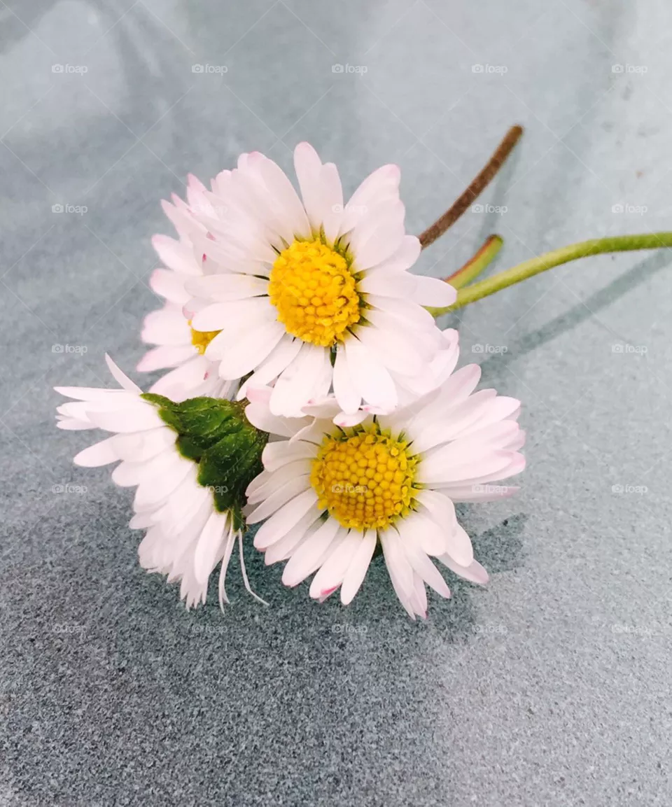 Blumen 