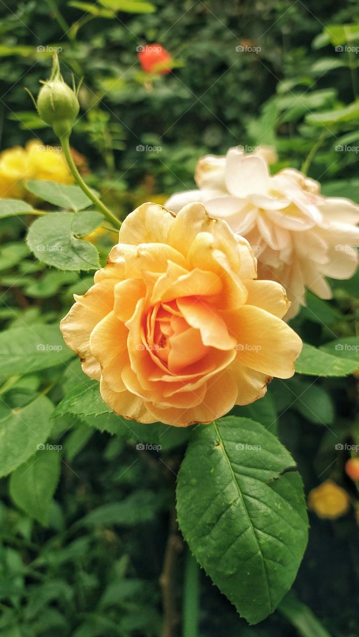 a close up of a yellow and white flower

faded in the modern