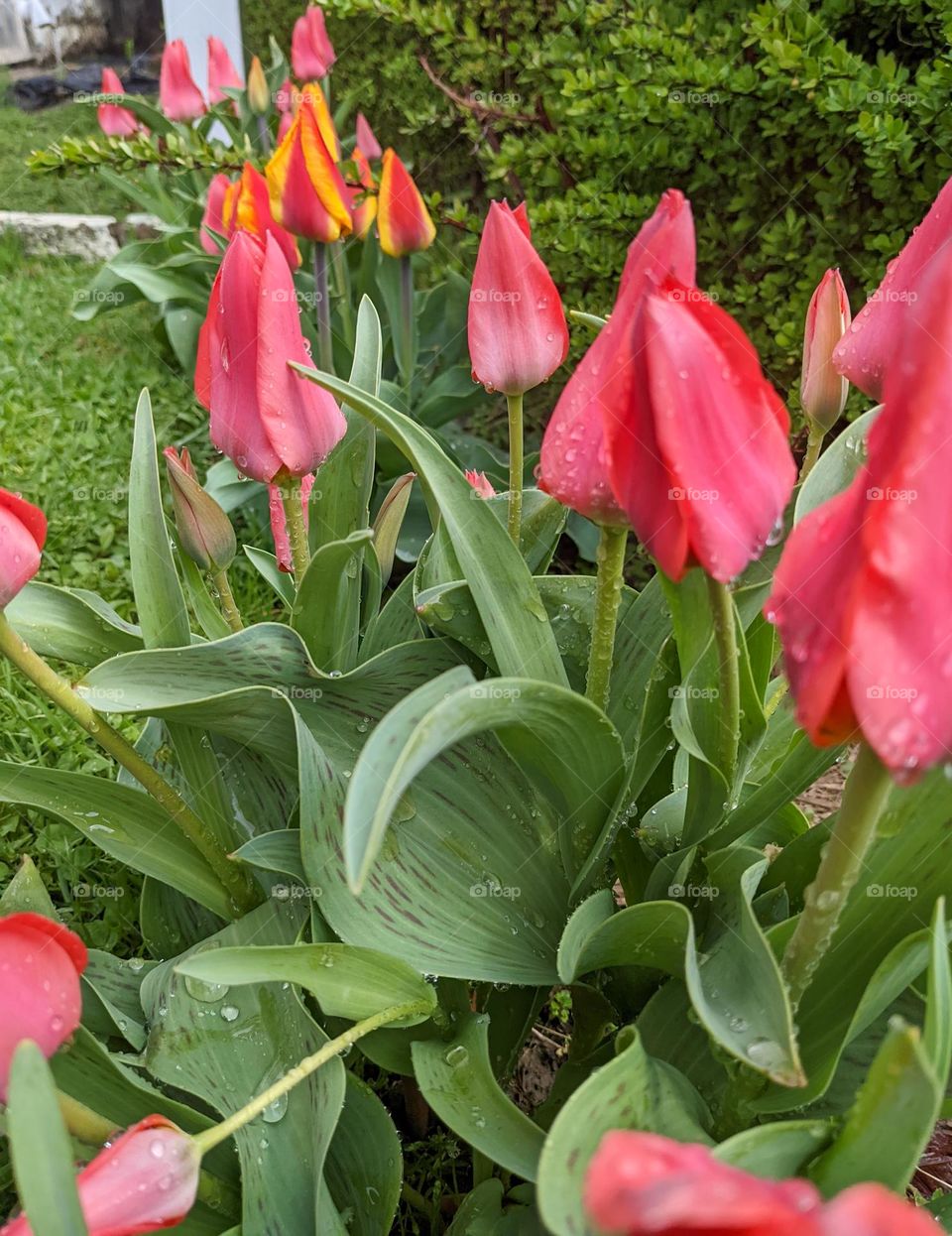 Mother Nature watered her flowers this morning 🌷