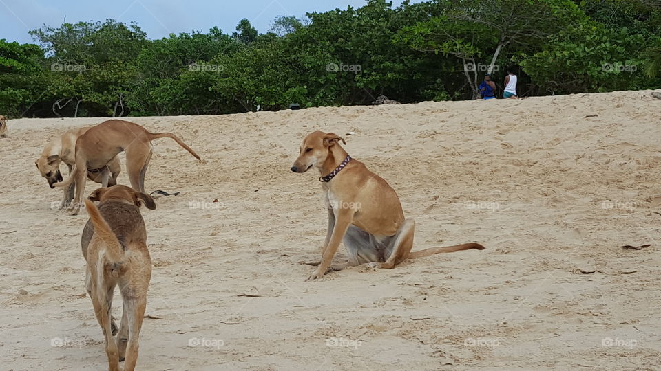 Stray dog on Beach