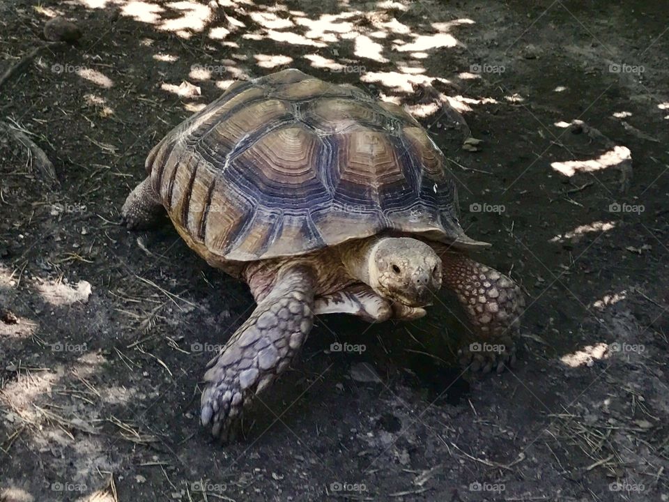 Tortoise